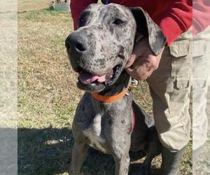Great Dane Dogs for adoption in Bullard, TX, USA