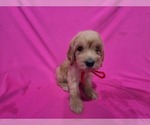 Small Goldendoodle