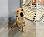 Small Shepradors