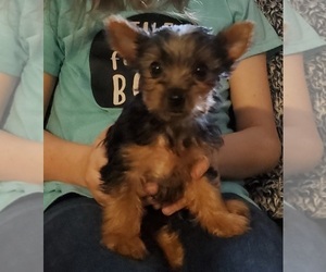 Yorkshire Terrier Puppy for Sale in MOORESVILLE, North Carolina USA