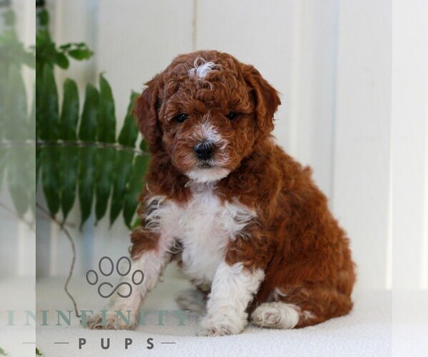 Medium Photo #4 Goldendoodle (Miniature) Puppy For Sale in LANCASTER, PA, USA