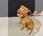 Small #2 Mastiff Mix