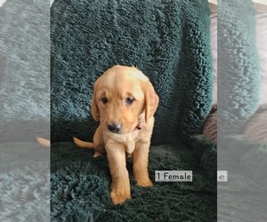Medium Golden Retriever