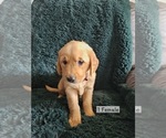 Puppy Red Golden Retriever