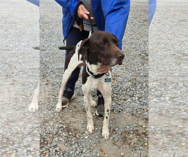 Medium Photo #1 German Shorthaired Pointer-Unknown Mix Puppy For Sale in Rustburg, VA, USA