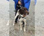 Rusty - At shelter available 10/4 - Male German Shorthaired Pointer-Unknown Mix Dog for Adoption - Small photo