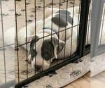 Small Photo #18 American Bully Puppy For Sale in EVERETT, WA, USA