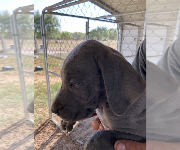 Medium Photo #10 Great Dane Puppy For Sale in DEVINE, TX, USA