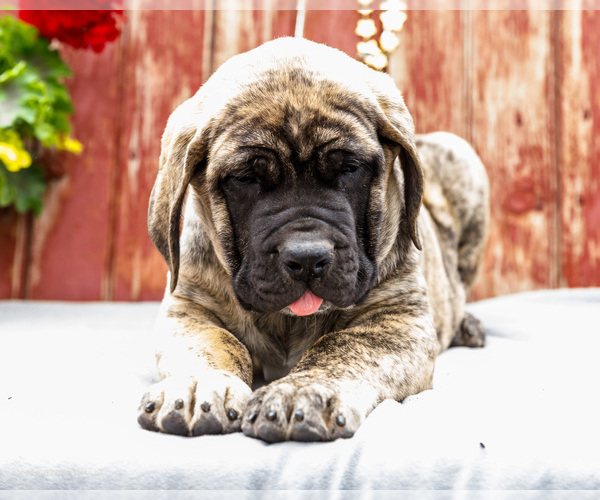 Medium Photo #29 Mastiff Puppy For Sale in WAKARUSA, IN, USA