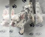 Puppy Blue Merle French Bulldog