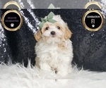 Small Photo #24 Maltipoo Puppy For Sale in WARSAW, IN, USA