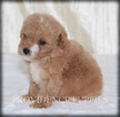 Small #10 Poodle (Miniature)