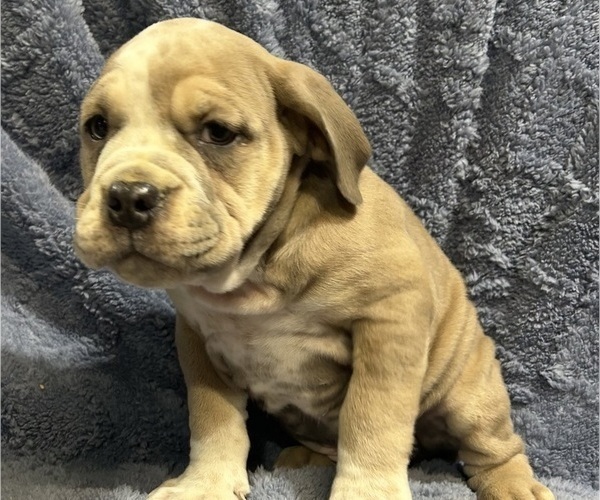 Medium Photo #1 Olde English Bulldogge Puppy For Sale in CHETEK, WI, USA