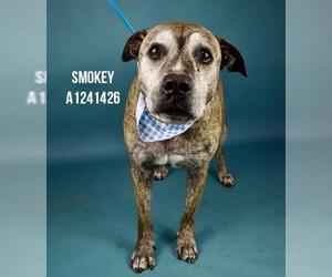 Mutt Dogs for adoption in Bakersfield, CA, USA