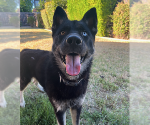 German Shepherd Dog-Huskies  Mix Dogs for adoption in San Jose, CA, USA