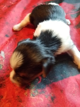 Medium Photo #4 Yorkshire Terrier Puppy For Sale in HUDDLESTON, VA, USA