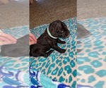 Small Photo #2 Boykin Spaniel Puppy For Sale in BATESVILLE, AR, USA