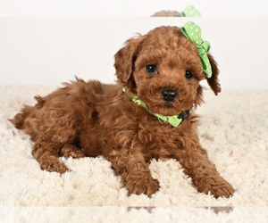 Poodle (Miniature) Puppy for sale in LOWELL, MA, USA