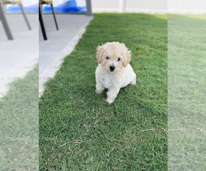 Maltipoo Puppy for sale in BOILING SPRINGS, SC, USA