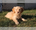 Puppy Hitchcock Goldendoodle