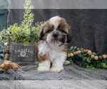 Small Photo #2 Shih Tzu Puppy For Sale in MIDDLEBURY, IN, USA