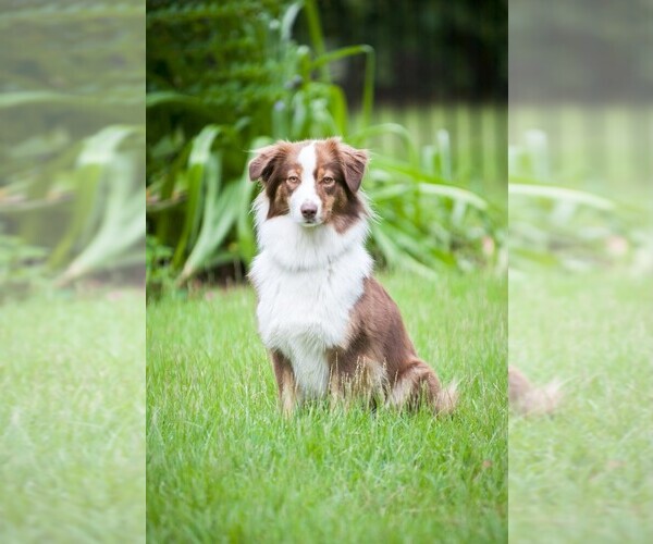 Medium Photo #1 Australian Shepherd Puppy For Sale in TALLAHASSEE, FL, USA
