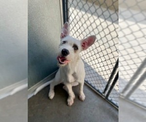 Mutt Dogs for adoption in Princeton, MN, USA