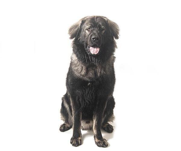 Medium Photo #2 Leonberger Puppy For Sale in Vaughan, Ontario, Canada