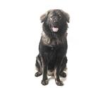 Small #1 Leonberger