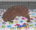 Small Photo #7 Poodle (Miniature) Puppy For Sale in ORO VALLEY, AZ, USA
