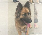 Small #3 German Shepherd Dog