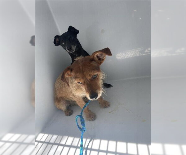 Medium Photo #1 Chiweenie Puppy For Sale in Houston, TX, USA