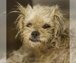 Small Shih Tzu Mix