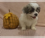 Puppy 2 Mal-Shi-Shih Tzu Mix