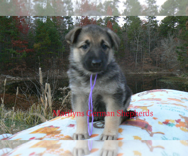 Medium Photo #4 German Shepherd Dog Puppy For Sale in PIEDMONT, MO, USA