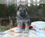 Small #3 German Shepherd Dog