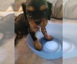 Puppy Glory Cavalier King Charles Spaniel