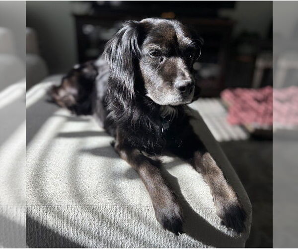 Medium Photo #1 English Cocker Spaniel-Unknown Mix Puppy For Sale in Escondido, CA, USA