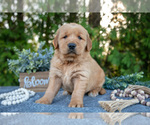 Puppy Connor Golden Retriever
