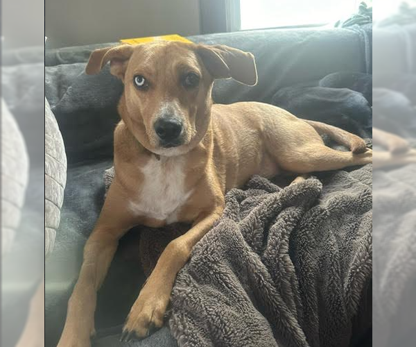 Medium Photo #2 Labrador Retriever-Unknown Mix Puppy For Sale in Brooklyn Center, MN, USA
