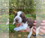 Small Photo #12 English Springer Spaniel Puppy For Sale in OCOEE, TN, USA