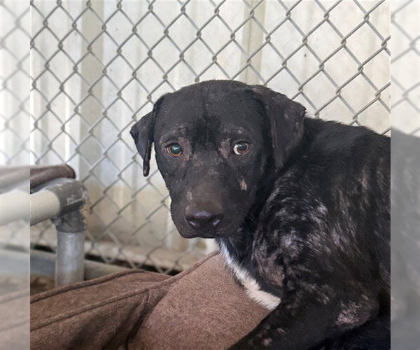 Medium Photo #1 Mutt Puppy For Sale in Conroe, TX, USA