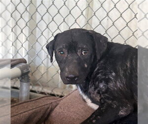 Mutt Dogs for adoption in Conroe, TX, USA