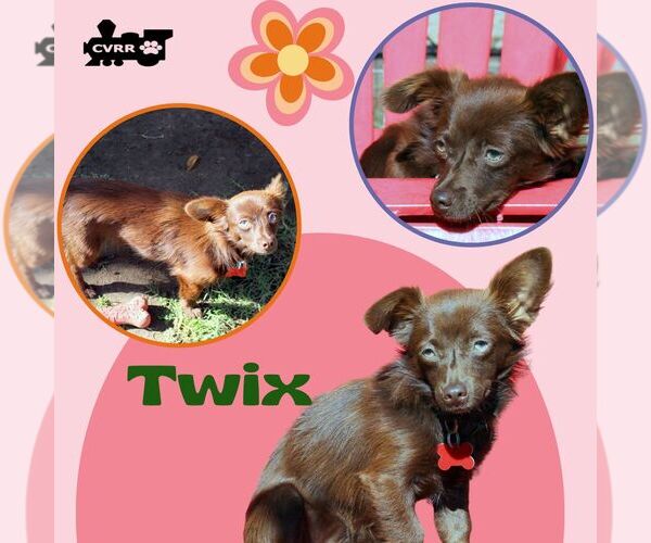 Medium Photo #1 Chiranian Puppy For Sale in Lindsay, CA, USA