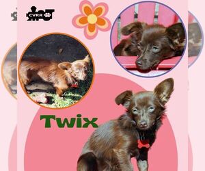 Chiranian Dogs for adoption in Lindsay, CA, USA