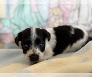 Yorkshire Terrier Puppy for sale in WILLISTON, SC, USA