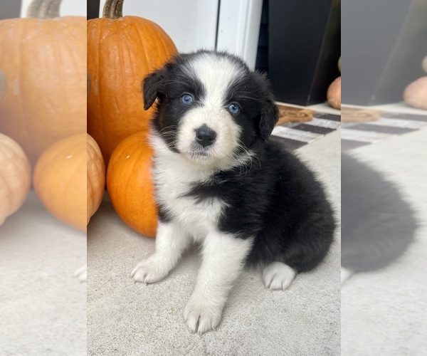 Medium Photo #4 Australian Shepherd Puppy For Sale in LODA, IL, USA