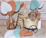 Small Photo #8 Chihuahua Puppy For Sale in CHARLESTON, AR, USA