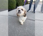 Small Photo #2 Havanese-Unknown Mix Puppy For Sale in Shermans Dale, PA, USA