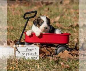 Bernedoodle (Miniature) Puppy for sale in PRAIRIE VIEW, KS, USA